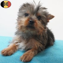 Yorkshire Terrier 01-07-26 M(BE6192) 23-09-26.jpg