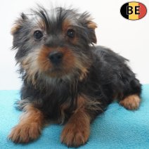 Yorkshire Terrier 01-07-26 M(BE6037) 23-09-26.jpg