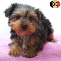 Yorkshire Terrier 01-07-26 F(BE7272) 23-09-26.jpg