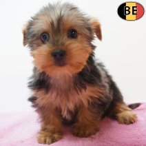 Yorkshire Terrier 01-07-26 F(BE7271) 23-09-26.jpg