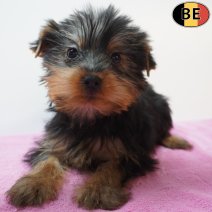 Yorkshire Terrier 01-07-26 F(BE6370) 23-09-26.jpg