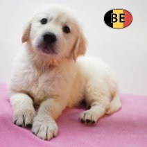 Golden Retriever 28-07-26 F(BE3704) 25-09-26.jpg