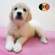 Golden Retriever 28-07-26 F(BE4086) 25-09-26.jpg