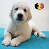 Golden Retriever 28-07-26 M(BE4163) 25-09-26.jpg