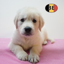 Golden Retriever 30-07-26 F(BE4319) 25-09-26.jpg