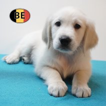 Golden Retriever 30-07-26 M(BE4174) 25-09-26.jpg
