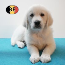 Golden Retriever 30-07-26 M(BE4195) 25-09-26.jpg