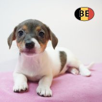 Jack russel 26-07-26 F(BE0405) 25-09-26.jpg