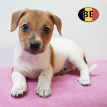 Jack russel 26-07-26 F(BE0440) 25-09-26.jpg