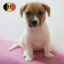 Jack russel 26-07-26 F(BE0459) 25-09-26.jpg