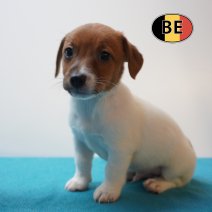 Jack russel 26-07-26 M(BE0457) 25-09-26.jpg