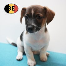 Jack Russell 18-07-2026 M (BE7500) 16-09-2026.JPG