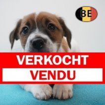 Jack Russell 21-07-2026 M (BE7450) 16-09-2026 Verkocht - Vendu.jpg
