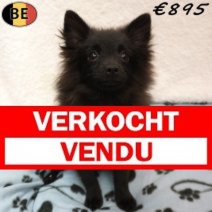Keesje 27-04-26 M(BE2053) 09-09-26 Verkocht - Vendu.jpg