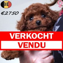 Toypoedel 16-07-26 F(BE7430) - Beschikbaar op 25-09-26 verkocht - vendu.jpg
