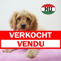 Cavapoo 01-06-2026 F (HU6183) 16-09-2026 verkocht - vendu.jpg