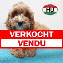 Cavapoo 31-05-2026 M (HU6173) 16-09-2026 verkocht - vendu.jpg