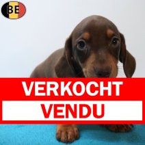 Teckel Korthaar 12-07-26 M(BE4293) 09-09-26 verkocht - vendu.jpg
