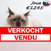 Ragdoll Java 16-02-26 F(CZ3374) 10-08-26 verkocht - vendu.jpg