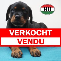 Rottweiler 01-06-2026 M (HU6179) 16-09-2026 verkocht - vendu.jpg