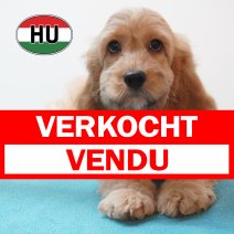 Cavapoo 31-05-2026 M (HU6172) 16-09-2026 verkocht - vendu.jpg