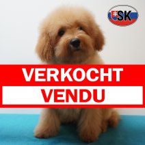 Poedel 05-04-26 M(SK6341) 04-09-26 verkocht - vendu.jpg