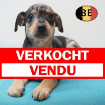 Pincher 19-07-2026 M (BE7432) 16-09-2026 verkocht - vendu.jpg
