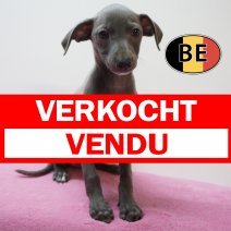 Italiaanse Windhond 24-07-26 F (BE2995) 23-09-2026 verkocht - vendu.jpg