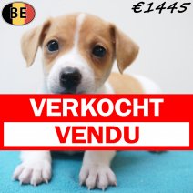 Jack Russell 31-07-26 M(BE7631) 12-09-26 verkocht - vendu.jpg