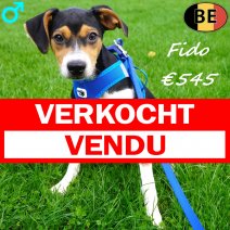 Belgische Fox Fido 05-05-26 M(BE6060) 09-09-26 verkocht - vendu.jpg