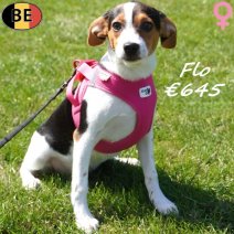 Belgische Fox FLo 05-05-26 F(BE6250) 30-08-26..jpg