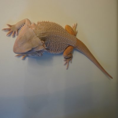 DSC06694