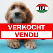 Cavapoo 31-05-2026 M (HU6174) 16-09-2026 verkocht - vendu.jpg