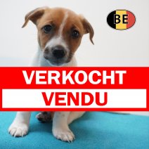 Jack russel 26-07-26 M(BE0462) 25-09-26 verkocht - vendu.jpg