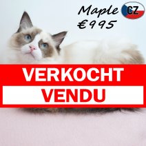 Ragdoll Maple 01-02-26 F(CZ3376) 10-08-26 verkocht - vendu.jpg