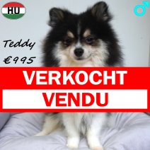 Dwergkees Teddy 29-12-25 M(HU8811) 13-09-26 verkocht - vendu.jpg