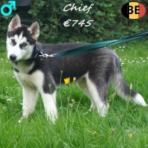 Husky 22-05-26 Chief M(BE7201) 27-09-26.jpg