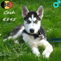 Husky 17-06-26 Cash M(BE7345) 27-09-26.jpg