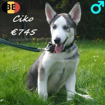 Husky 08-06-26 Ciko M(BE6200) 27-09-26.jpg