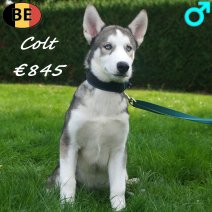 Husky 08-06-26 Colt M(BE6224) 27-09-26.jpg