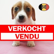 Jack russel 26-07-26 F(BE0463) 25-09-26 verkocht - vendu.jpg
