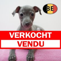 Italiaanse Windhond 23-07-26 F (BE6191) 23-09-2026 verkocht - vendu.jpg