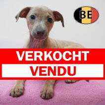 Italiaanse Windhond 23-07-26 F (BE1946) 23-09-2026 verkocht - vendu.jpg