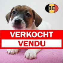 Jack Russell 21-07-2026 F (BE7442) 16-09-2026 Verkocht - Vendu.jpg