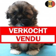 Lhasa Apso 20-07-26 M(BE7486) 16-09-26 Verkocht - Vendu.jpg