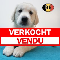 Golden Retriever 28-07-26 M(BE4163) 25-09-26 verkocht - vendu.jpg