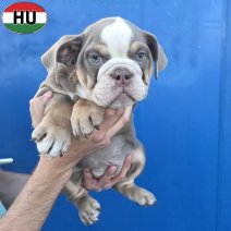 Engelse Bulldog pup (HU) Beschikbaar okt-nov 2026 (16).jpg