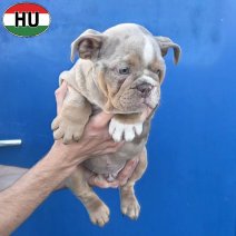 Engelse Bulldog pup (HU) Beschikbaar okt-nov 2026 (15).jpg