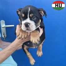 Engelse Bulldog pup (HU) Beschikbaar okt-nov 2026 (14).jpg