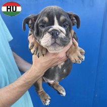 Engelse Bulldog pup (HU) Beschikbaar okt-nov 2026 (13).jpg